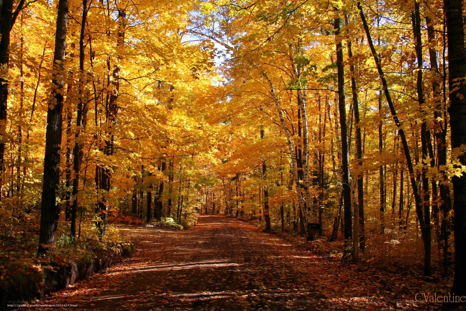 Autumn forest path