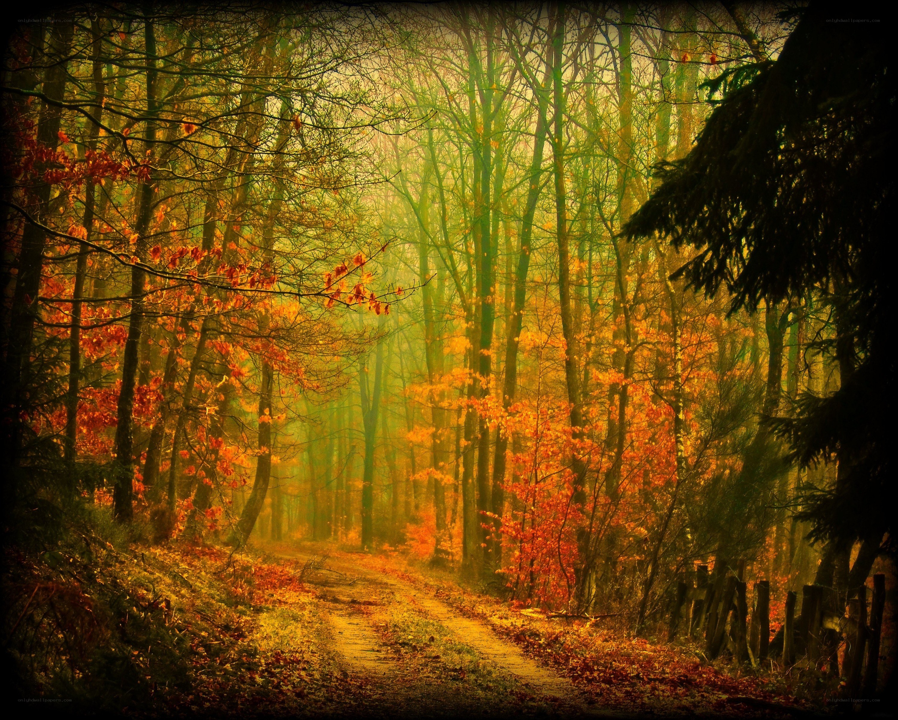 Autumn forest path