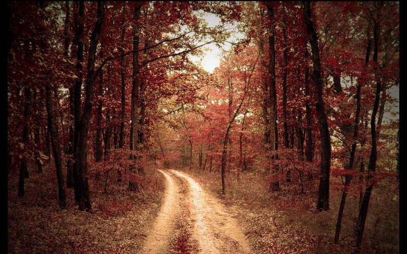 Autumn forest path