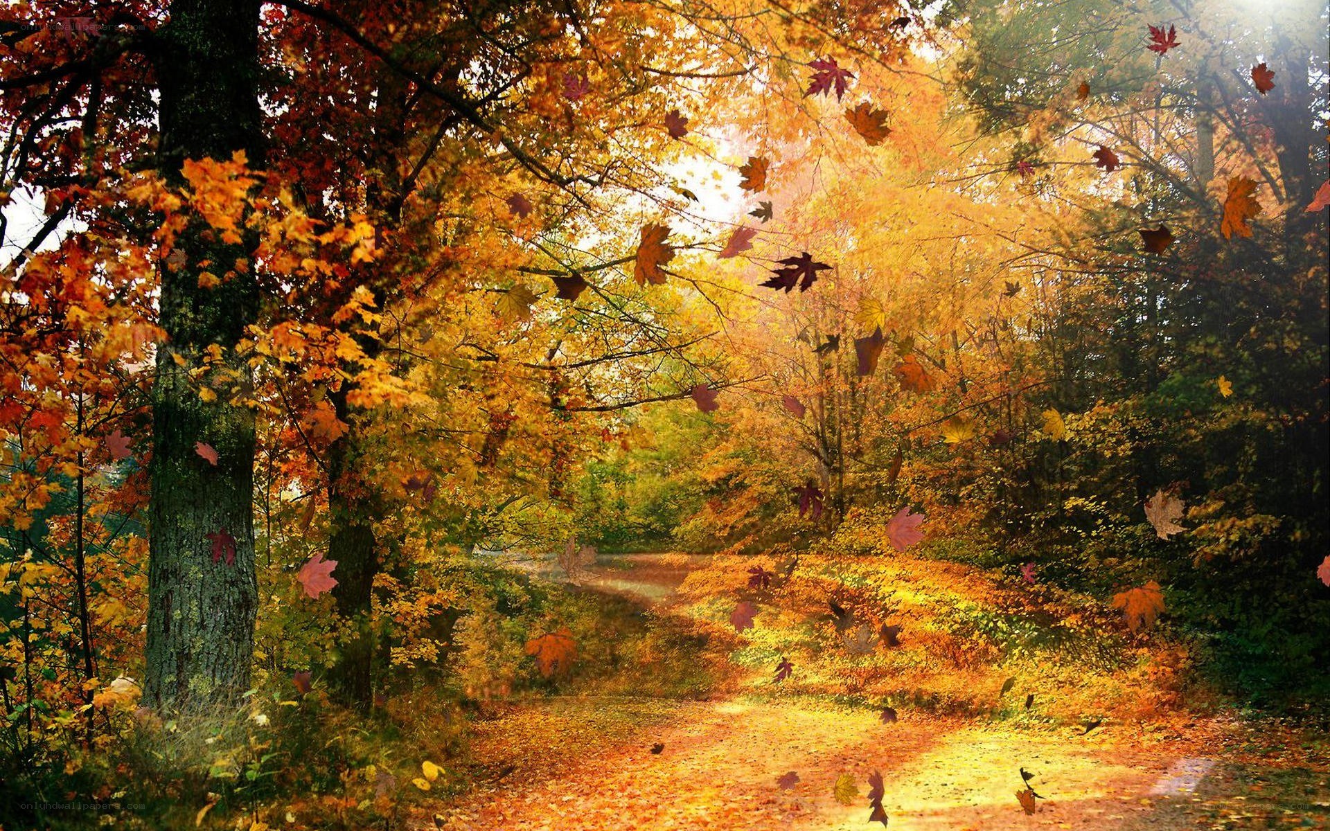 Autumn forest path
