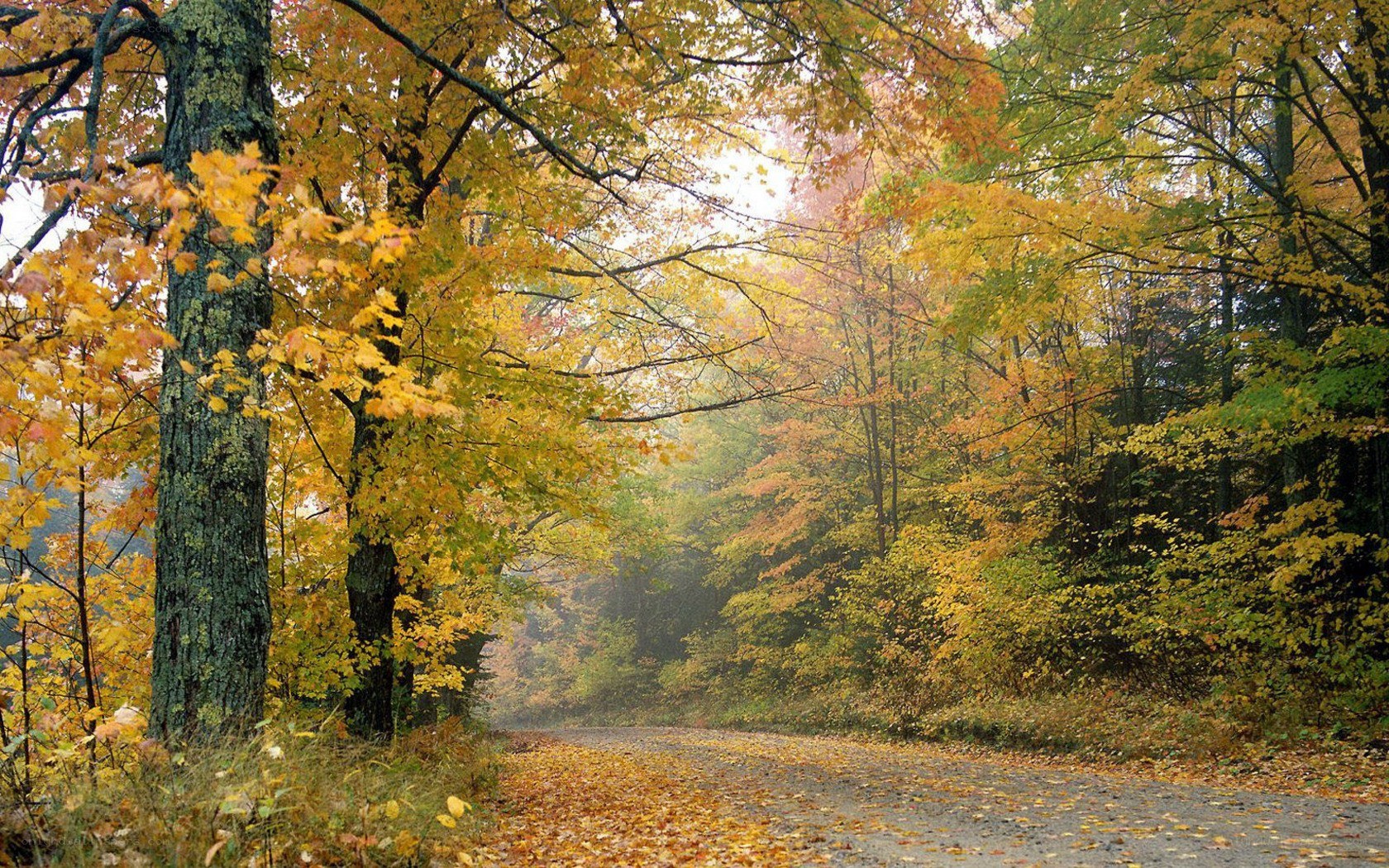 Autumn forest path