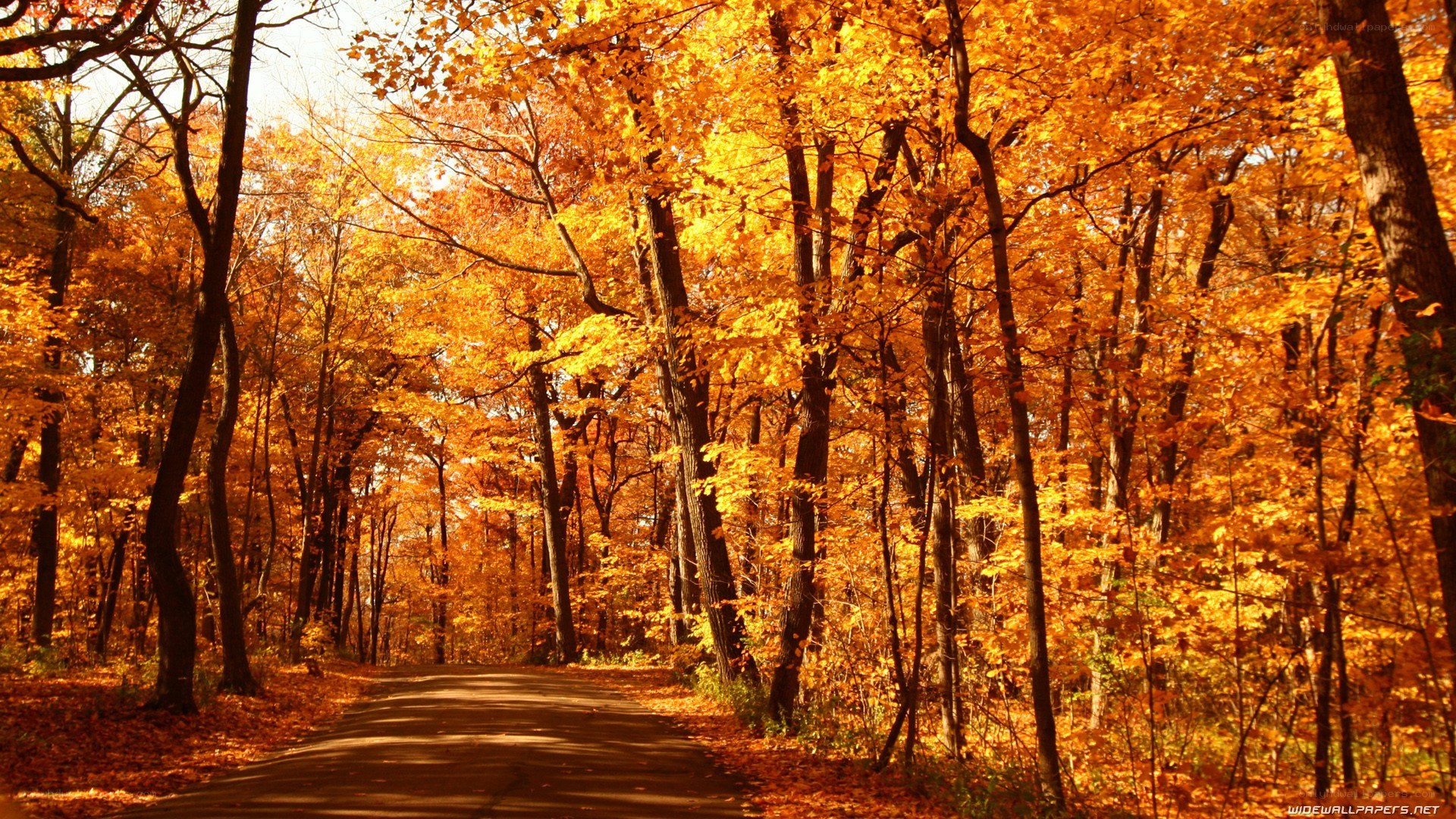 Autumn forest path