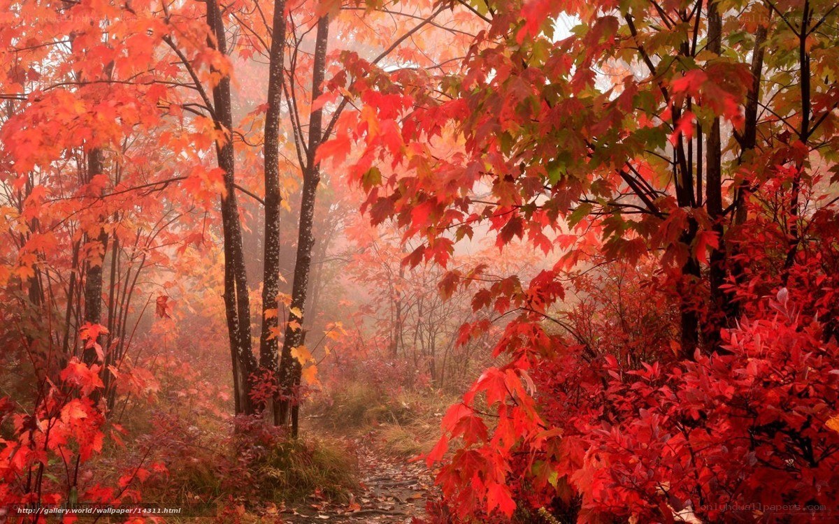 Autumn forest path