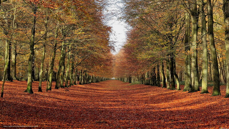 Autumn forest path