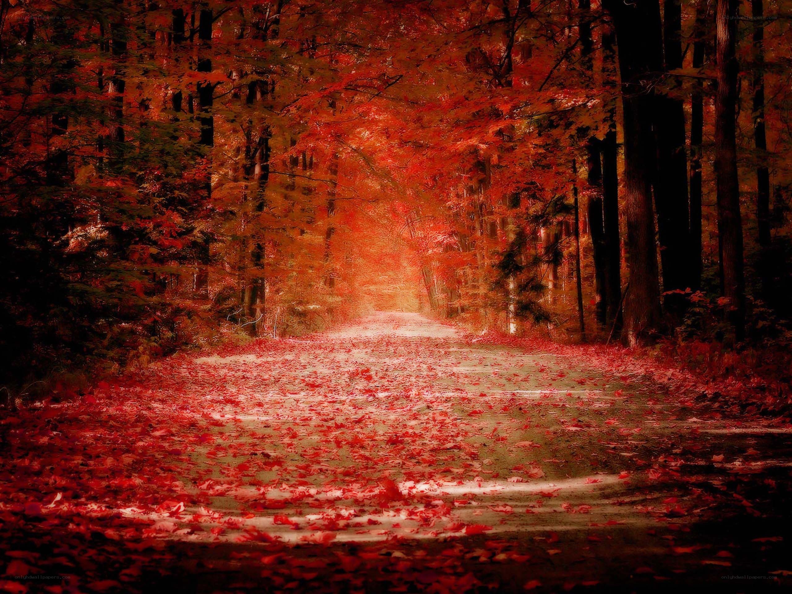 Autumn forest path
