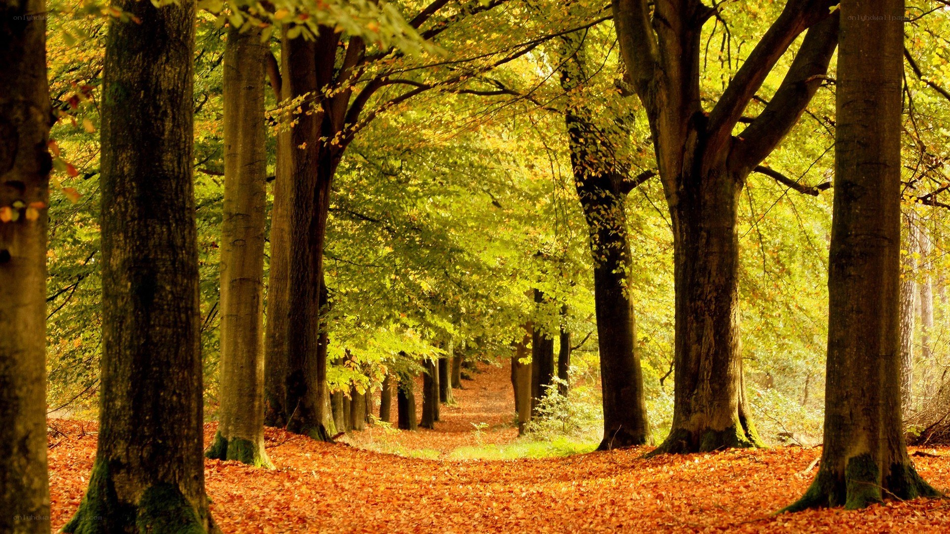 Autumn forest path