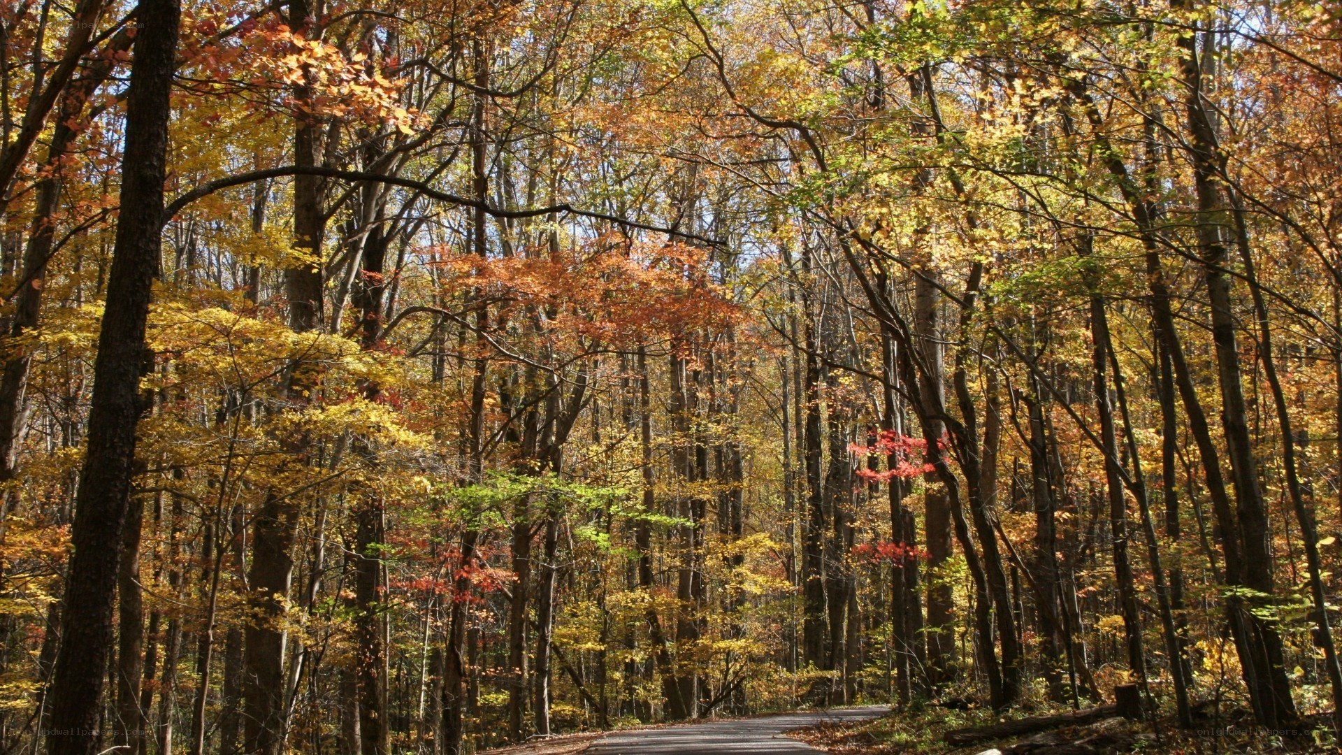 Autumn forest path