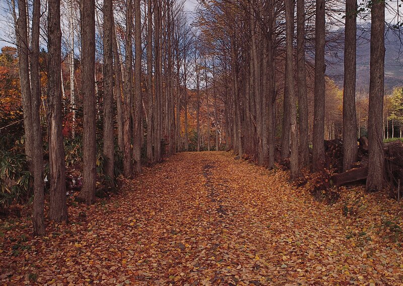Autumn forest path