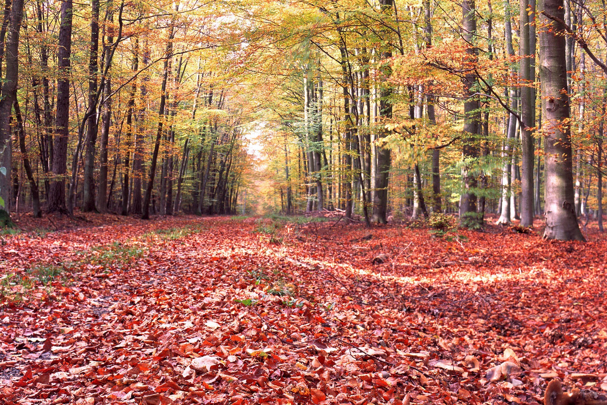 Autumn forest path