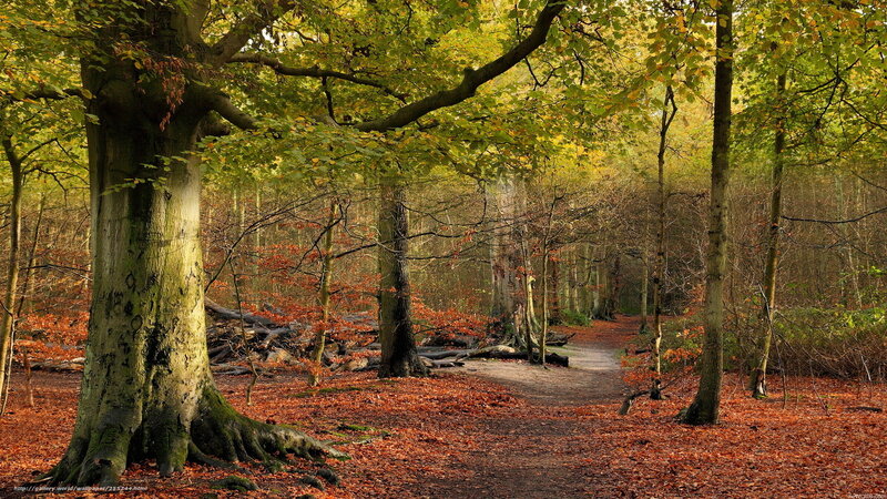 Autumn forest path
