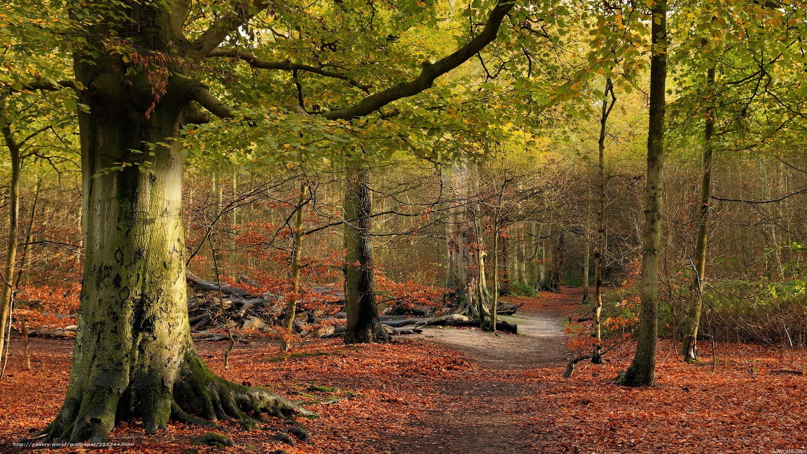 Autumn forest path