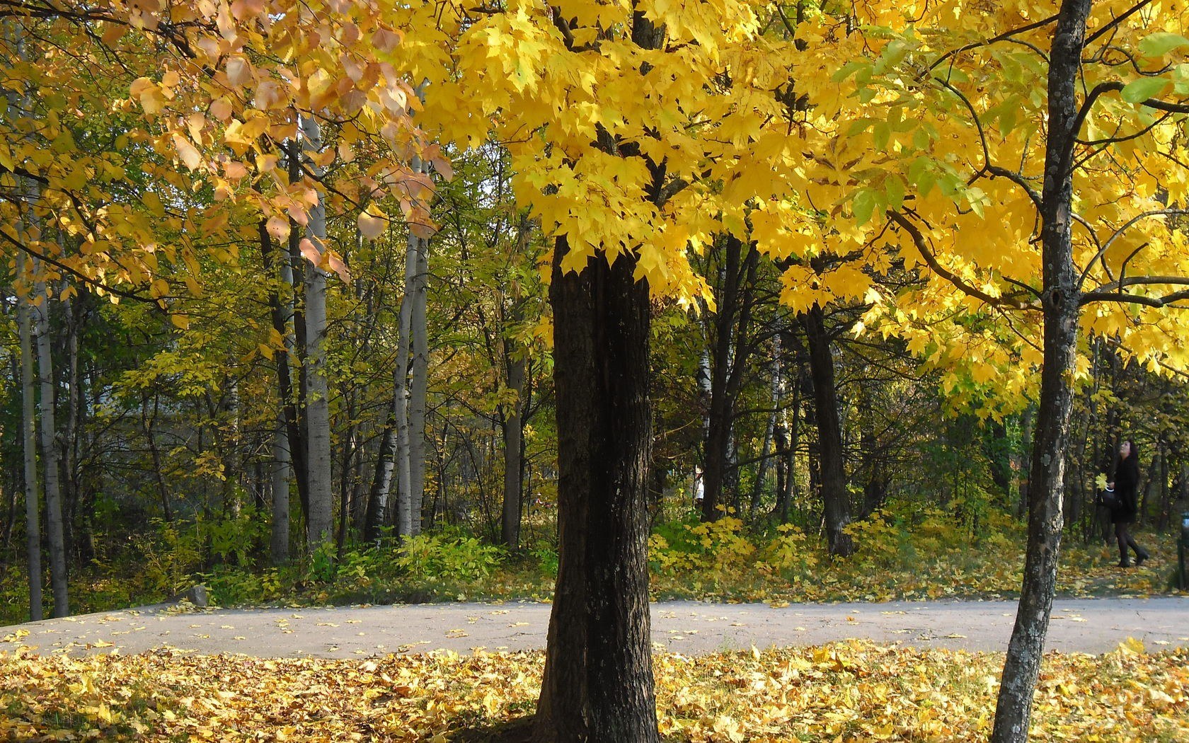 Autumn forest path