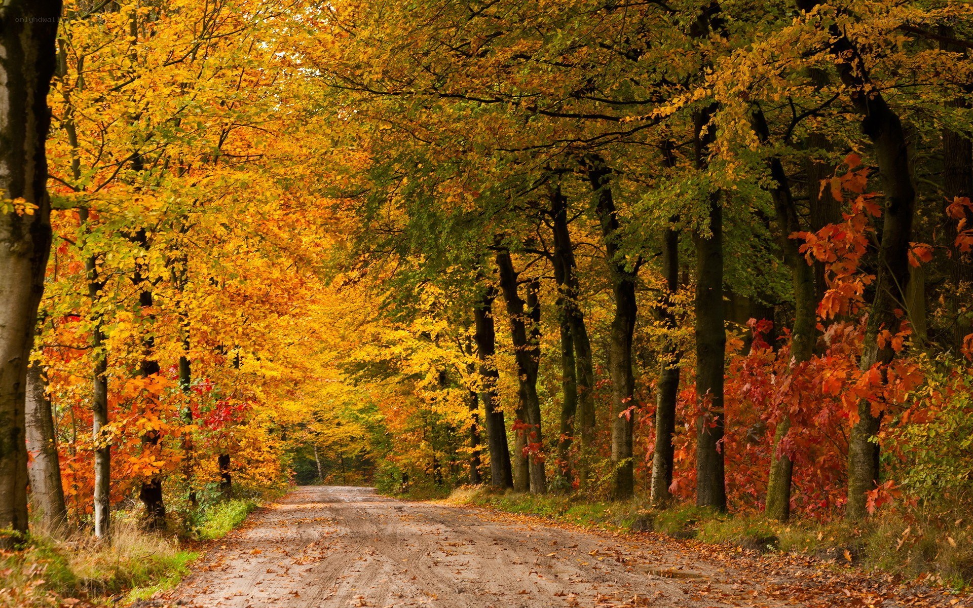 Autumn forest path