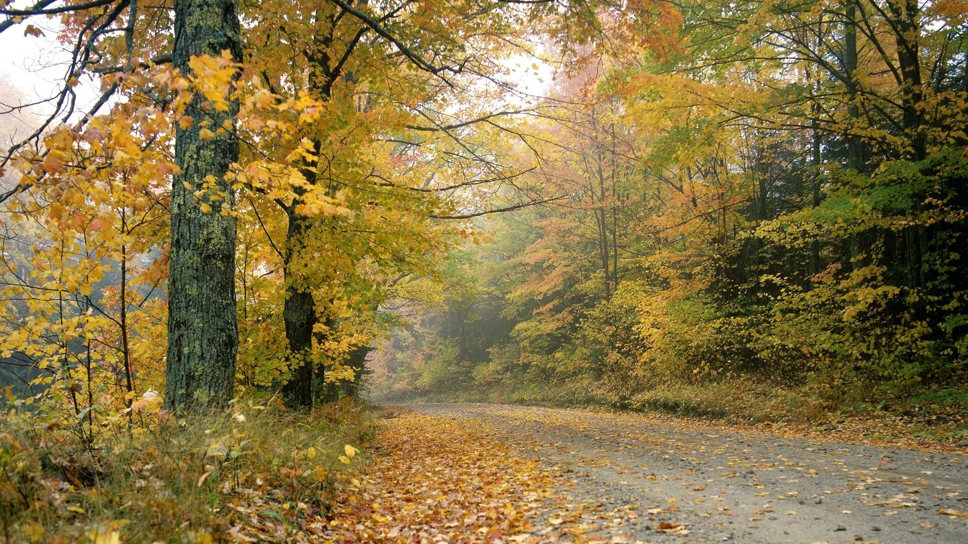 Autumn forest path