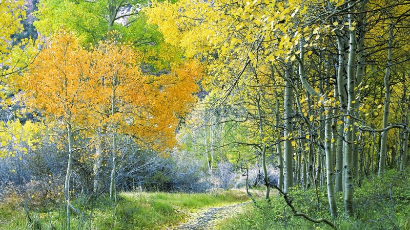 Autumn forest path