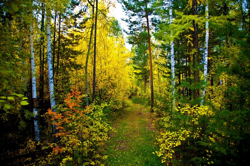 Autumn forest path