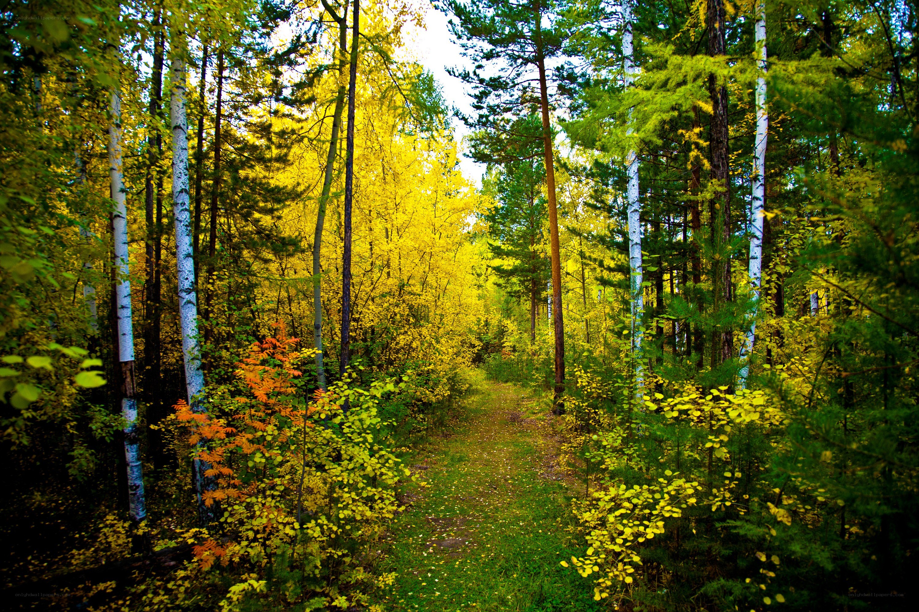 Autumn forest path