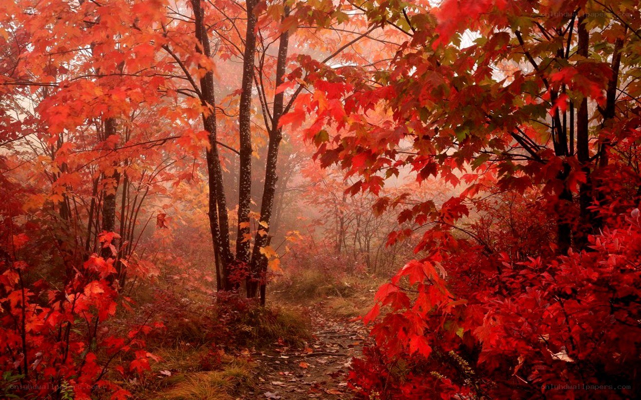 Autumn forest path