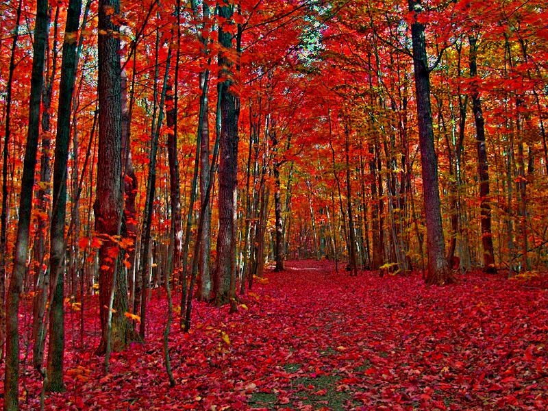 Autumn forest path