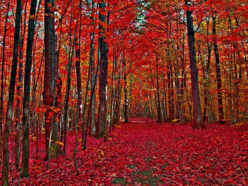 Autumn forest path