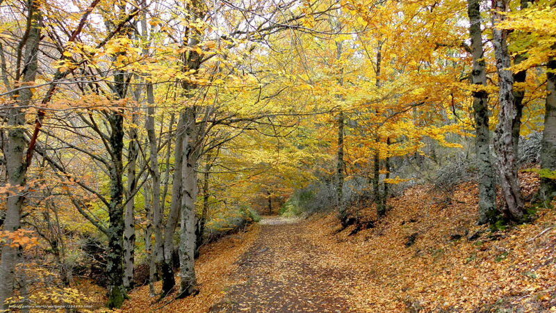Autumn forest path