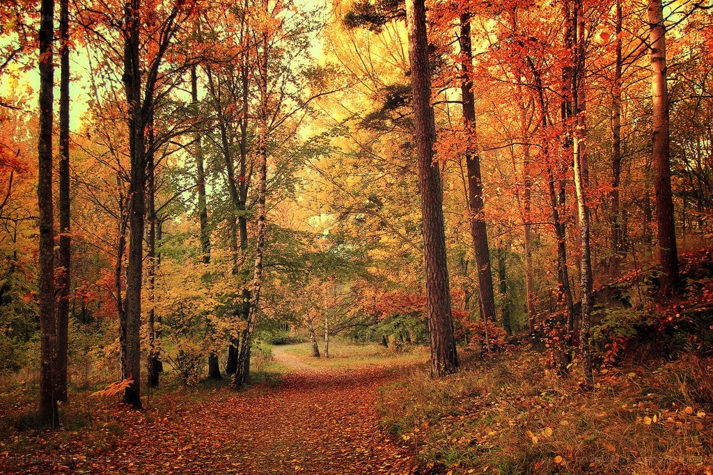 Autumn forest path
