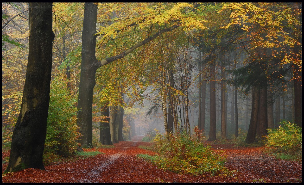 Autumn forest path