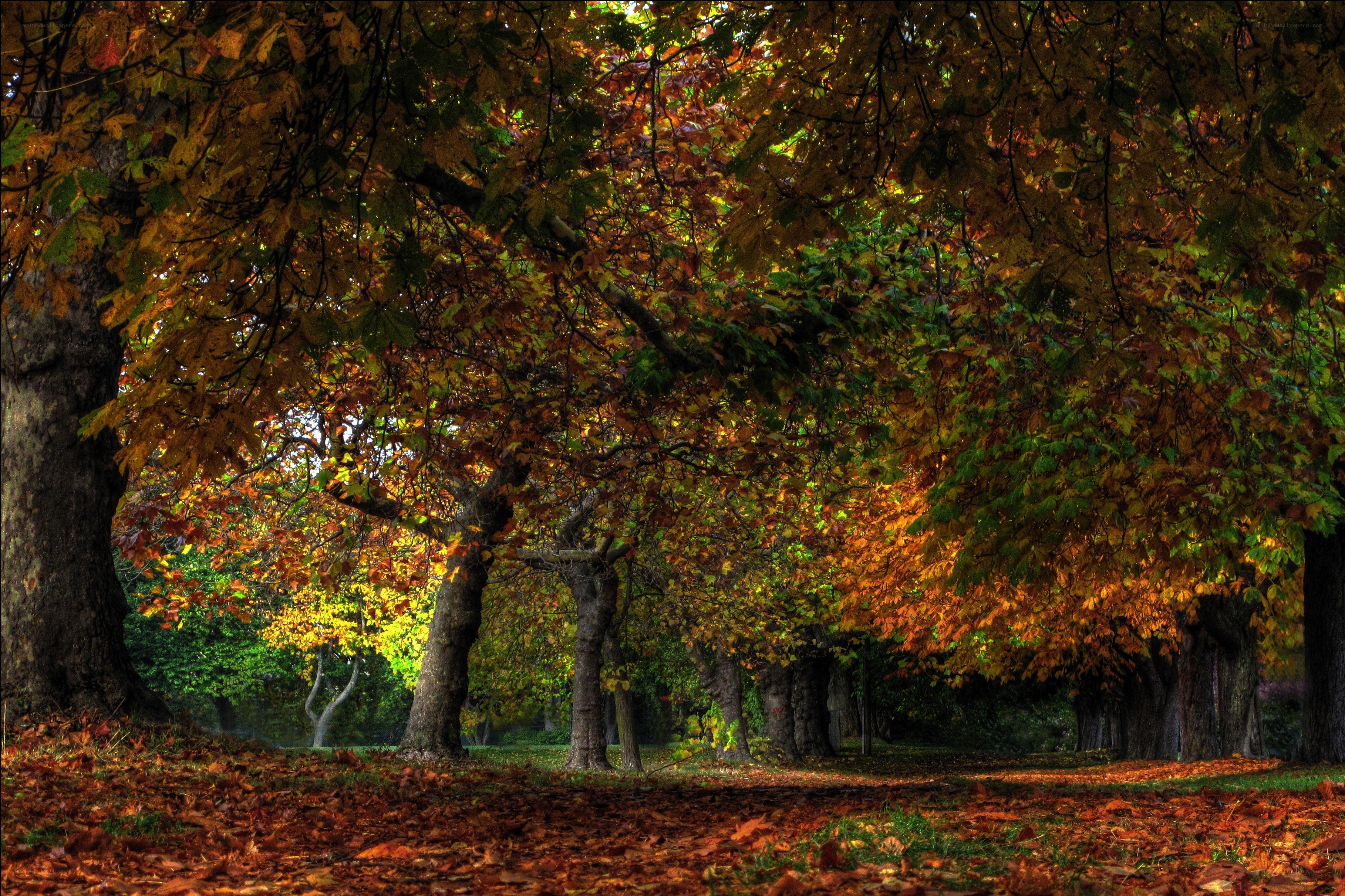 Autumn forest path
