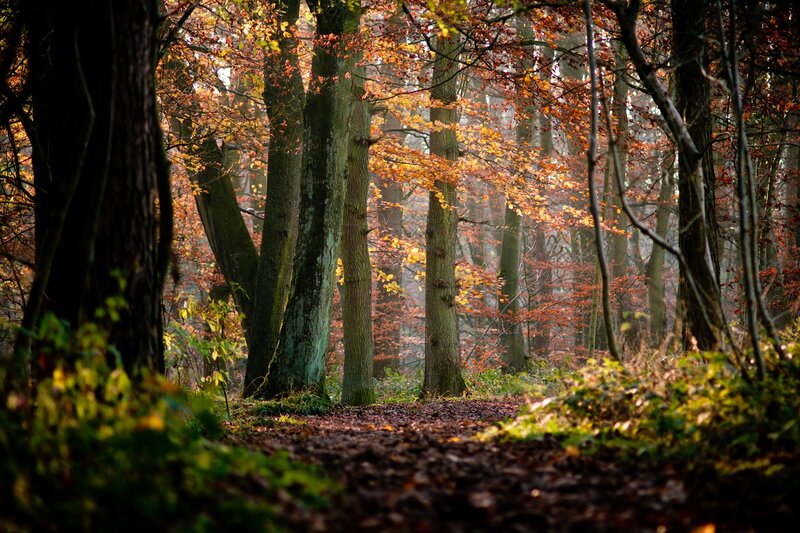 Autumn forest path