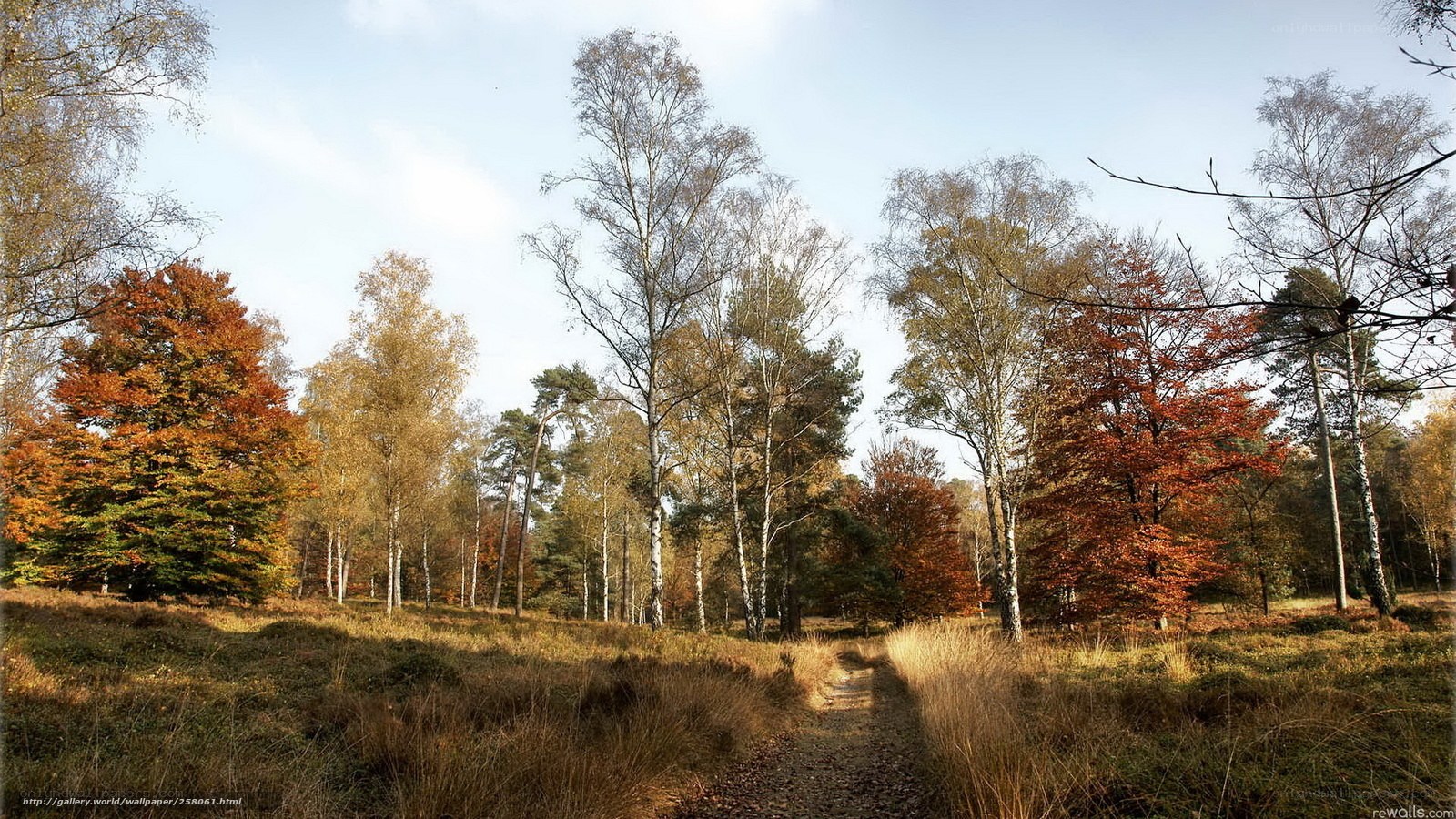 Autumn forest path