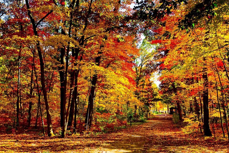 Autumn forest path