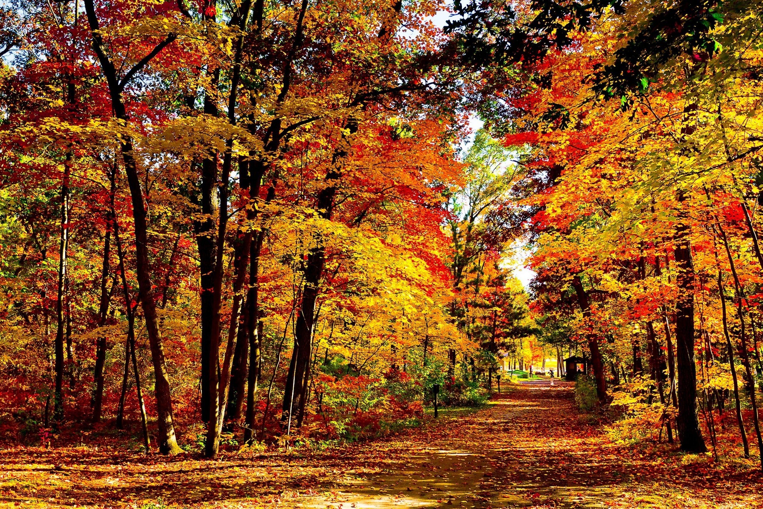 Autumn forest path