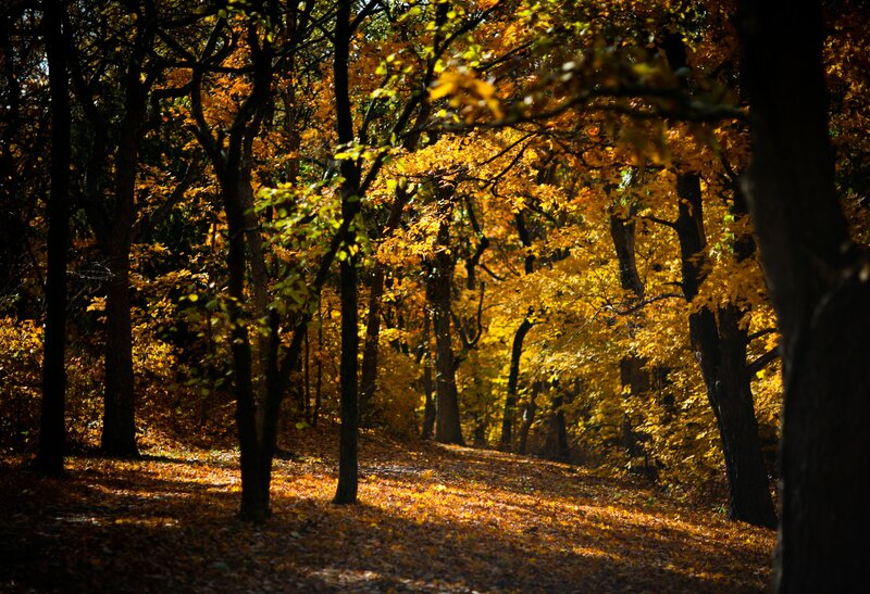 Autumn forest path