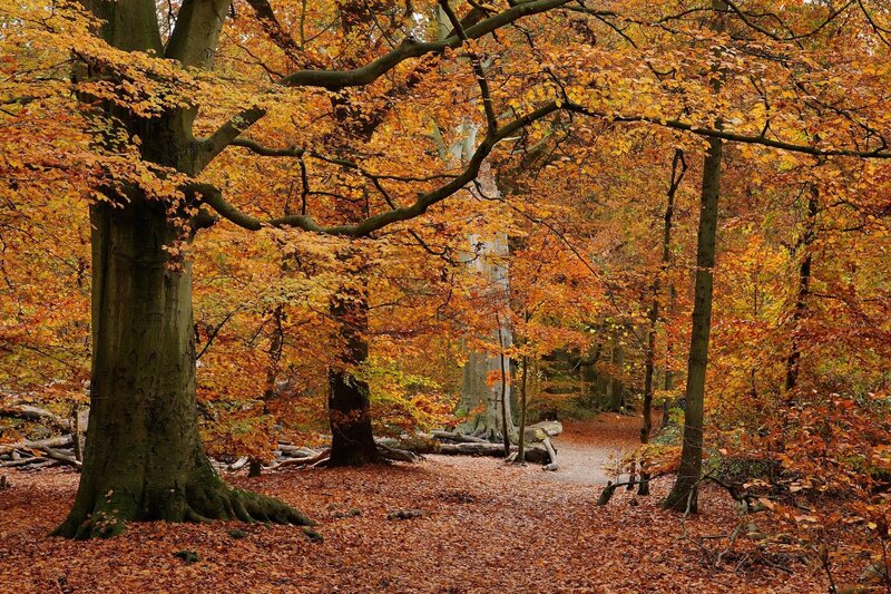 Autumn forest path