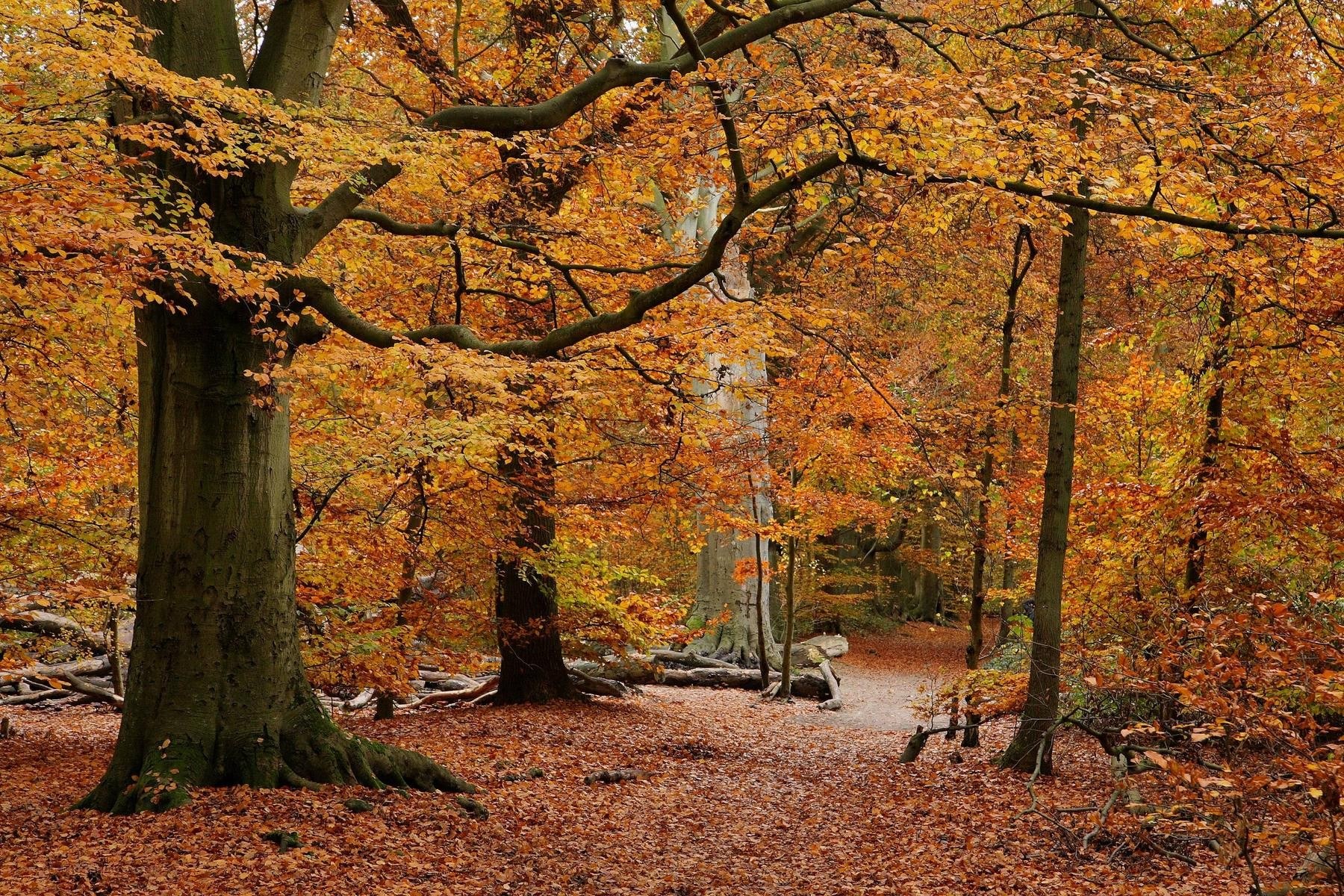 Autumn forest path
