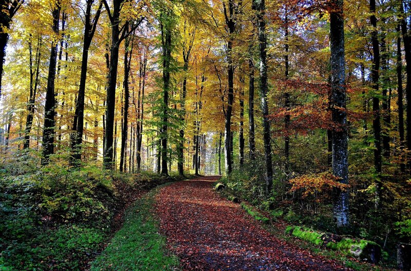Autumn forest path