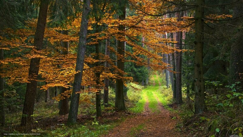 Autumn forest path
