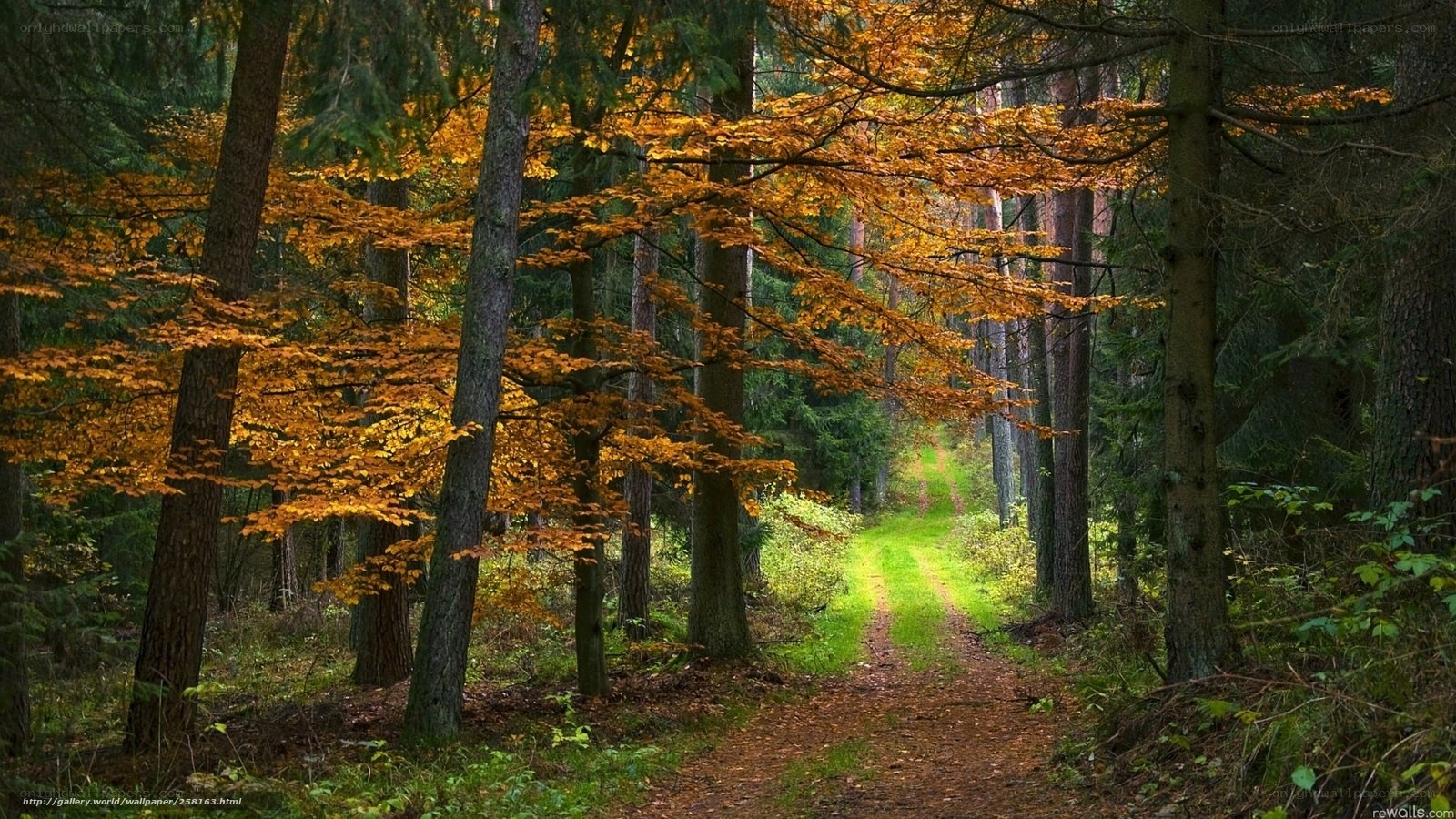 Autumn forest path