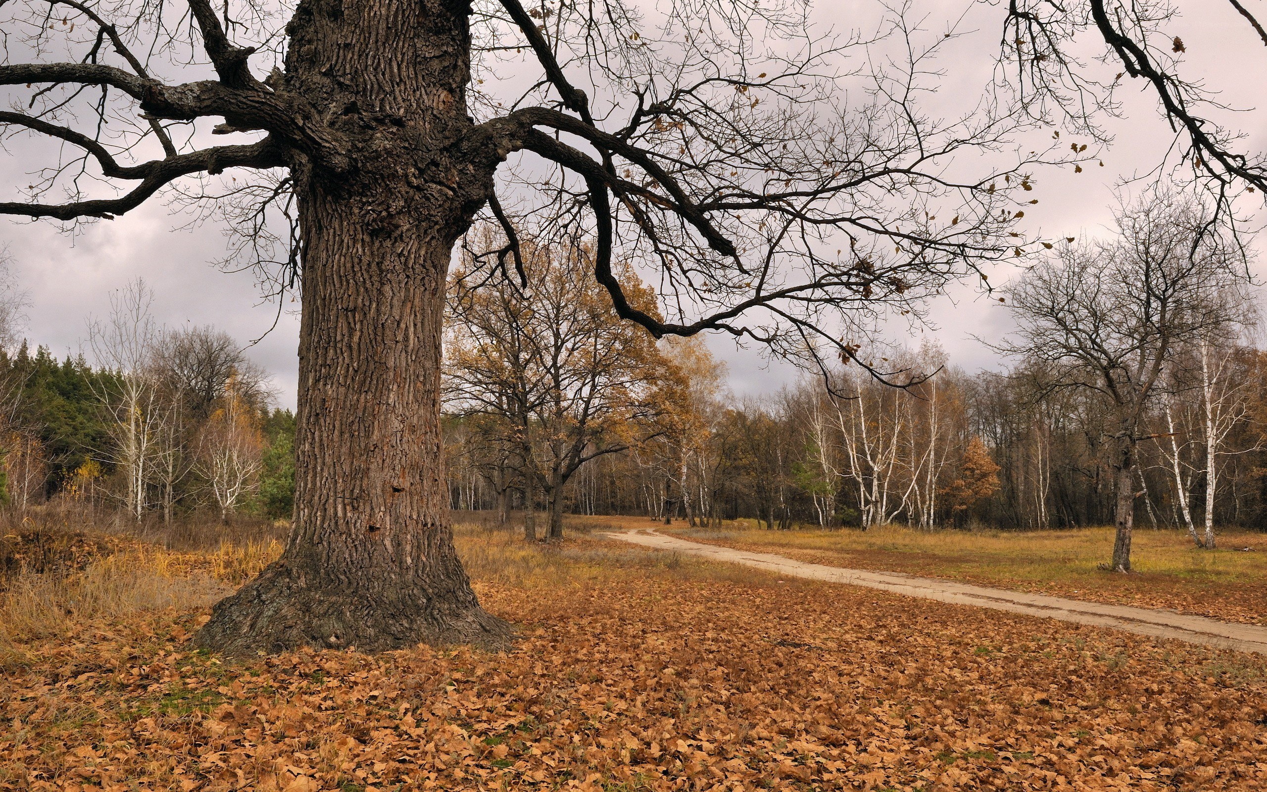 Autumn forest path