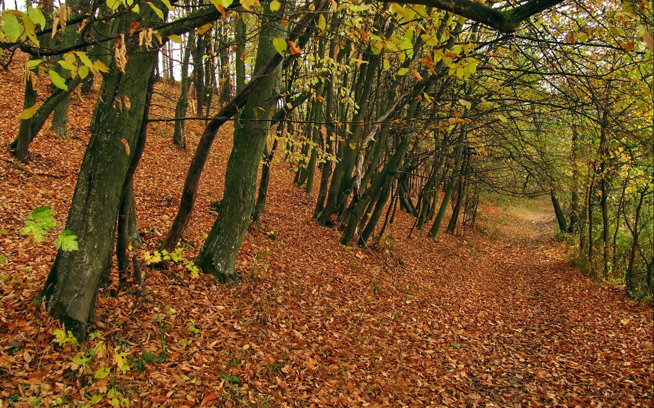 Autumn forest path