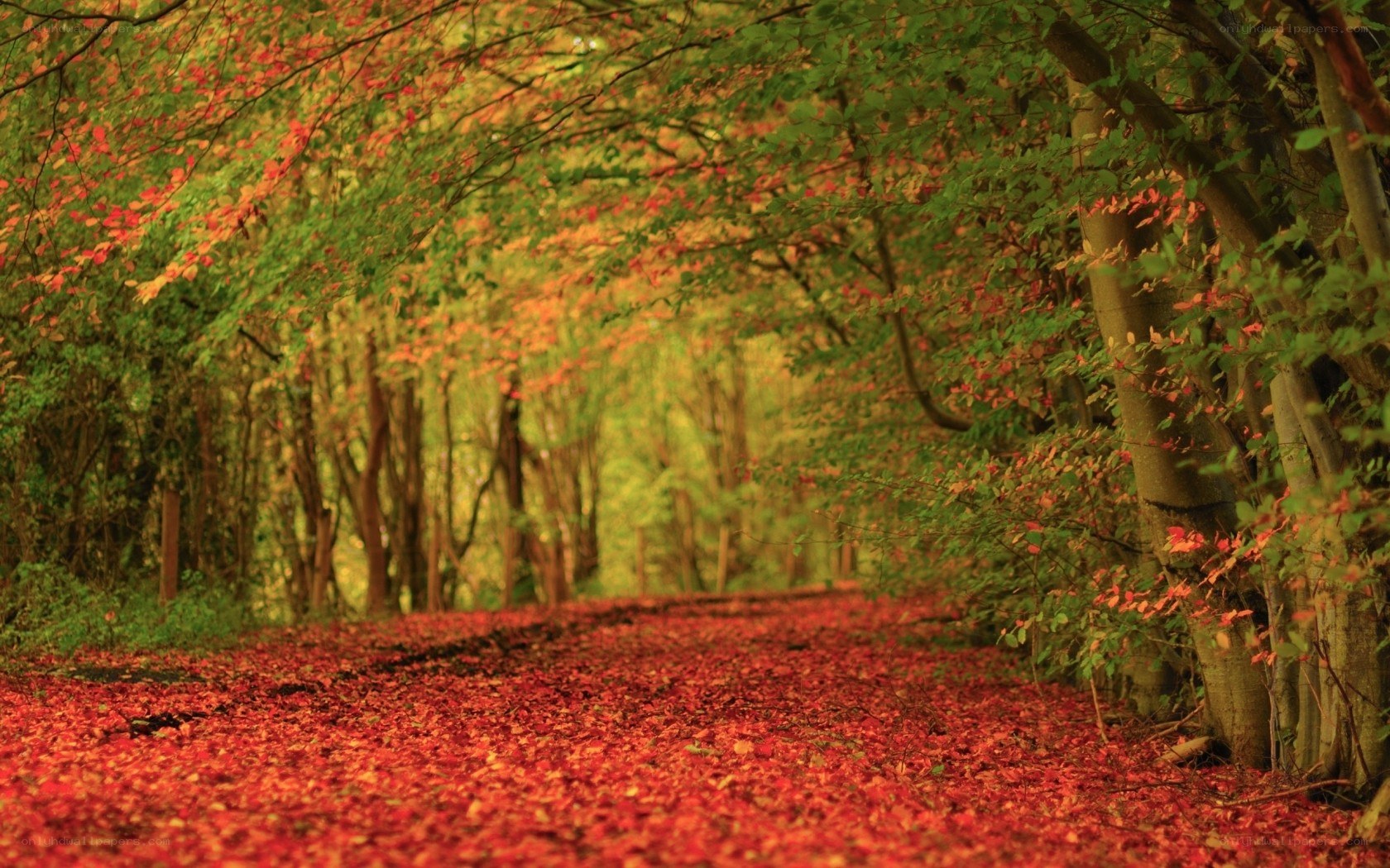 Autumn forest path