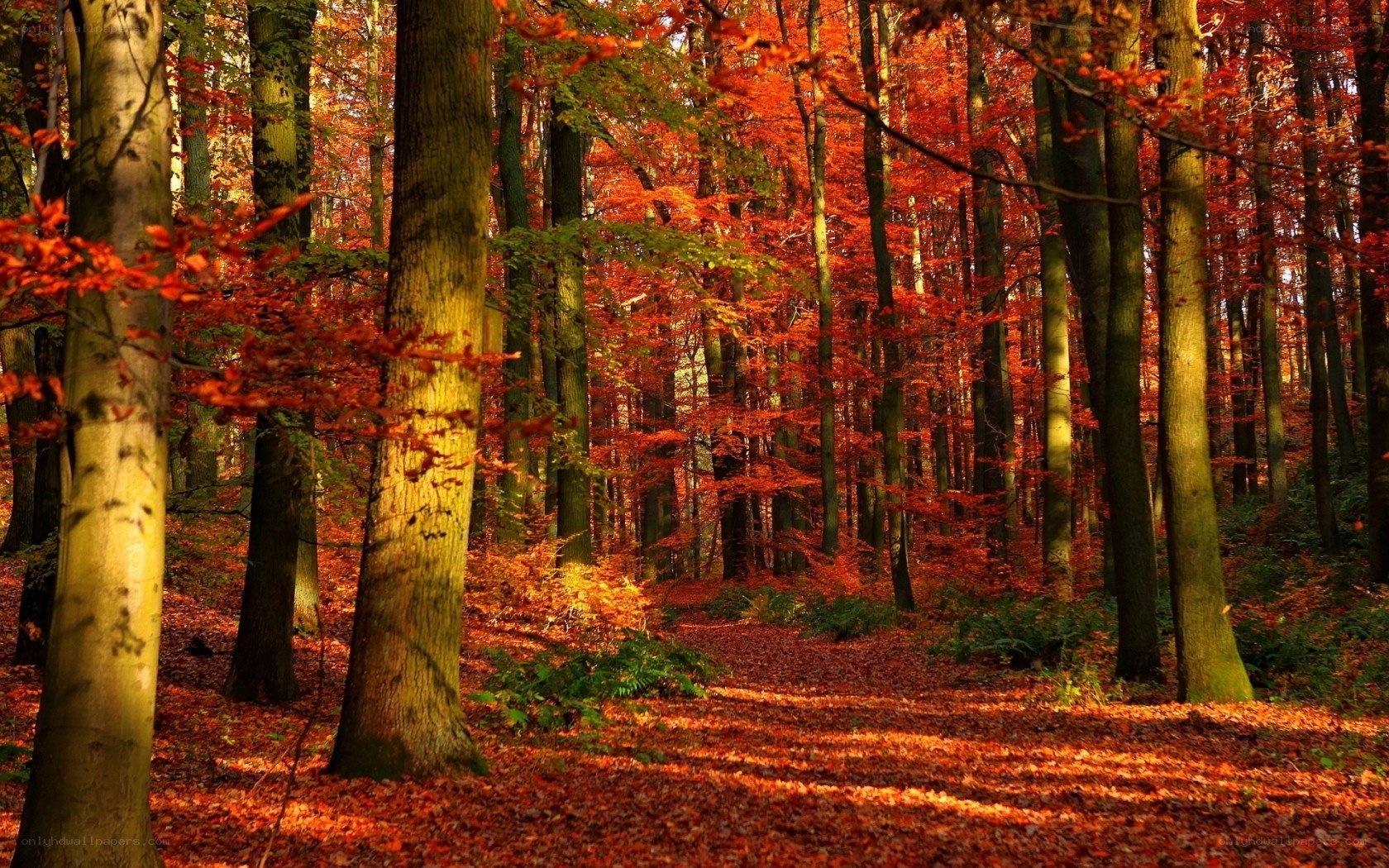 Autumn forest path