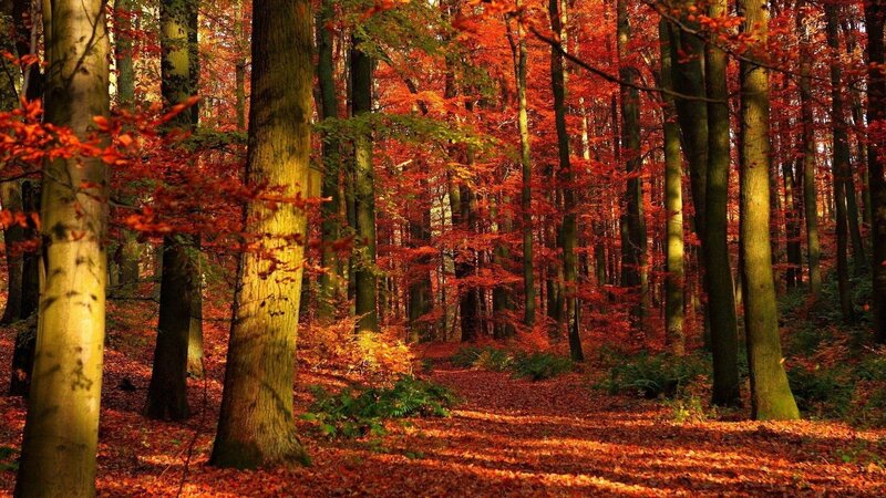 Autumn forest path