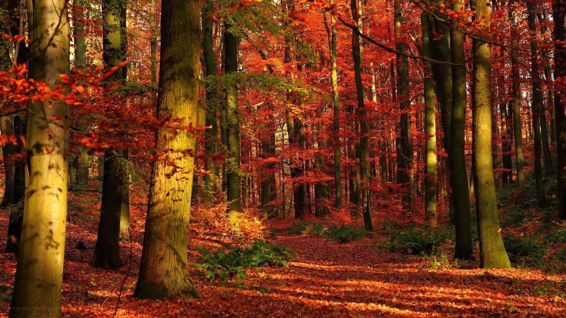 Autumn forest path