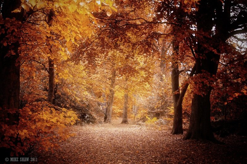 Autumn forest path
