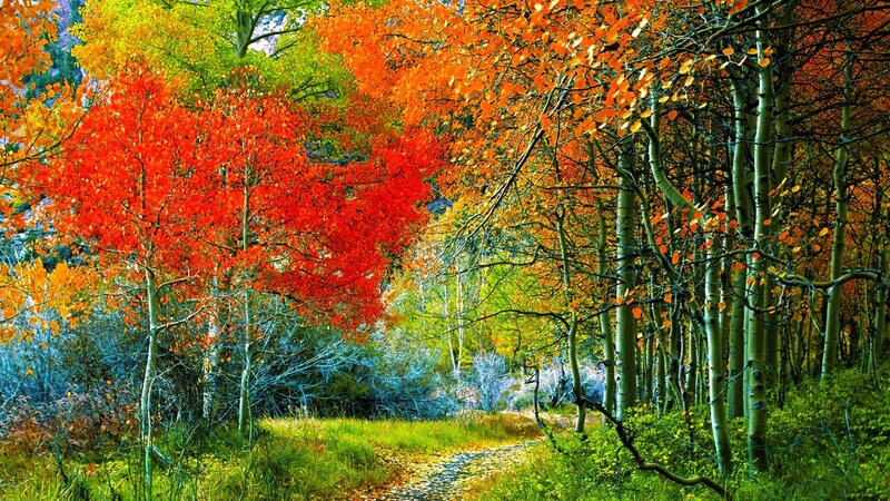 Autumn forest path