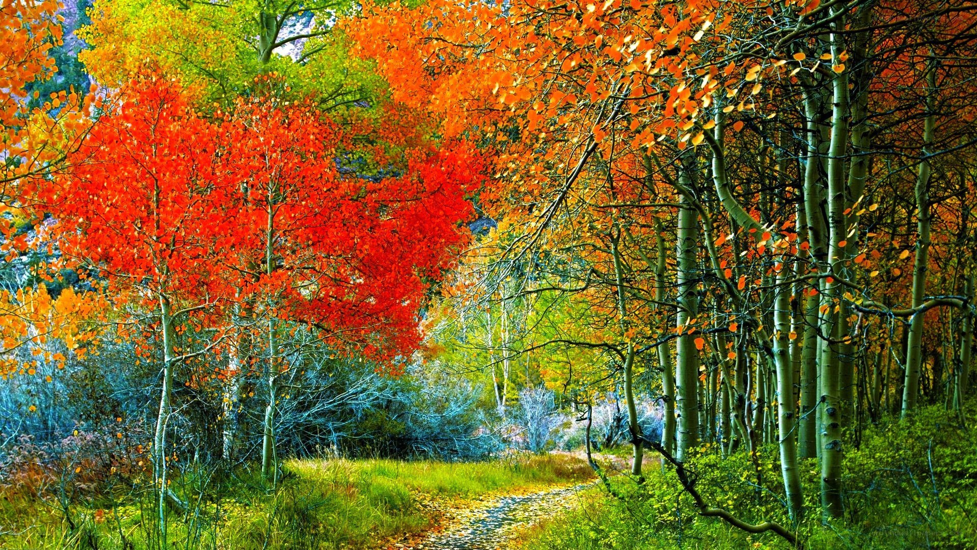 Autumn forest path