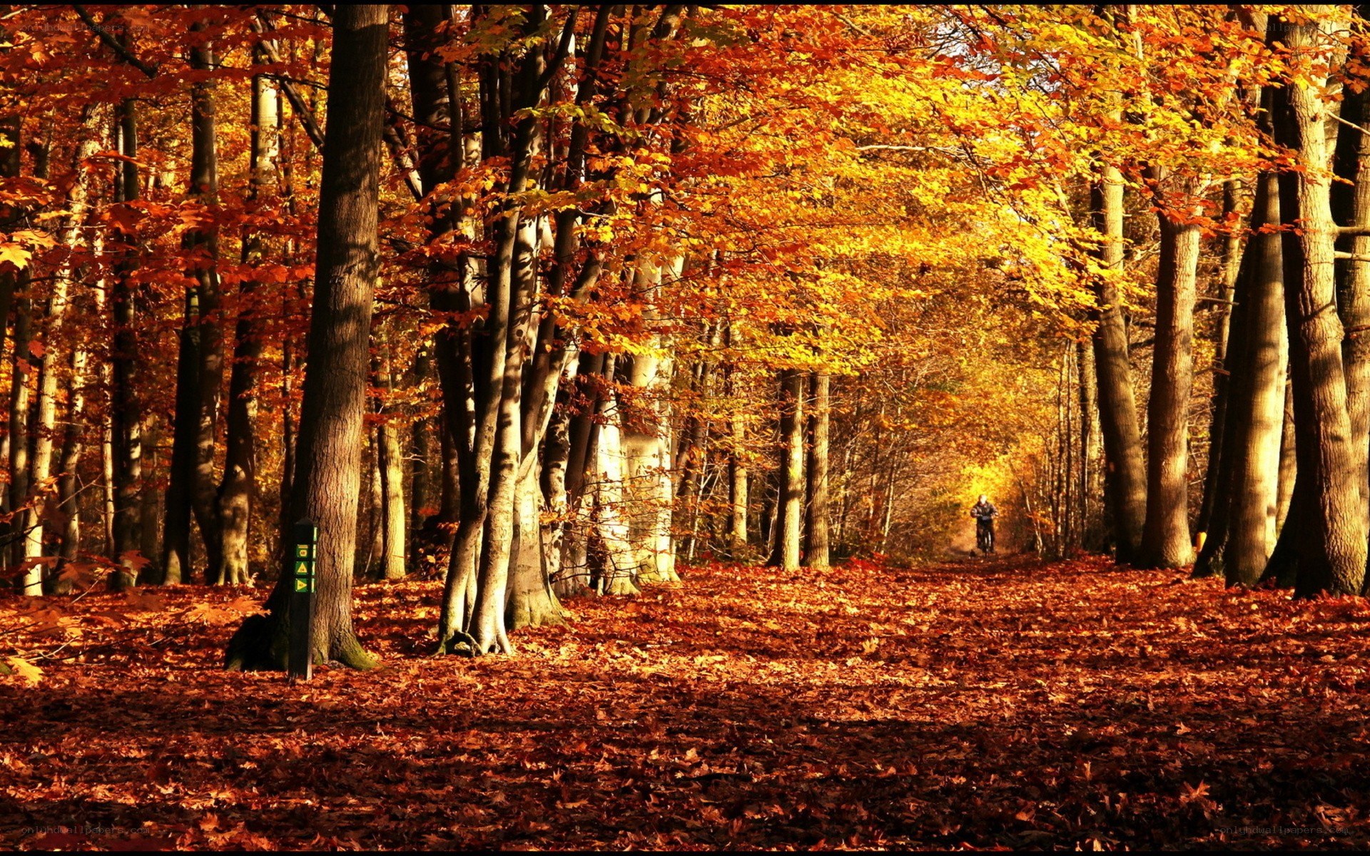 Autumn forest path