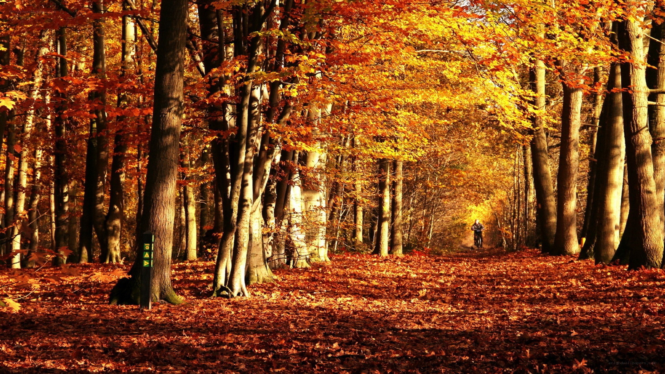 Autumn forest path