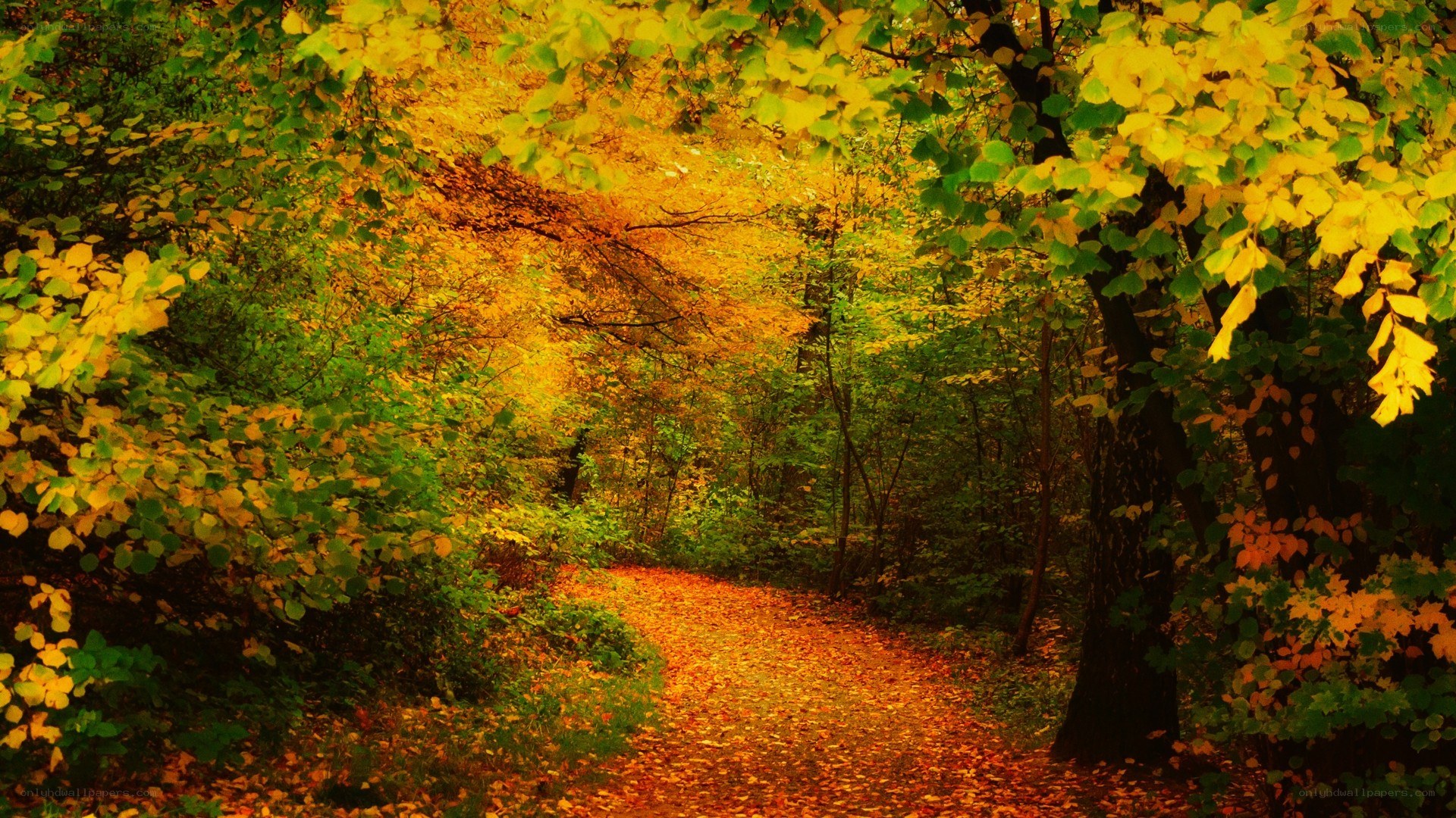 Autumn forest path